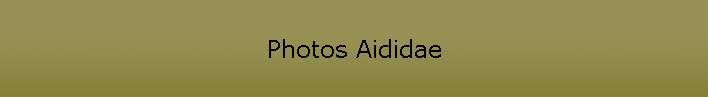 Photos Aididae