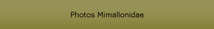 Photos Mimallonidae
