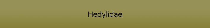 Hedylidae
