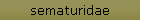 sematuridae